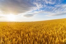 Regno Unito, Lothian orientale, Campo di grano, Triticum sativum, contro il sole — Foto stock