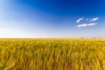 Regno Unito, East Lothian, Barley field, Hordeum vulgare — Foto stock