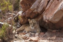 Südafrika, Aquila privates Wildreservat, Löwin, Panthera leo — Stockfoto