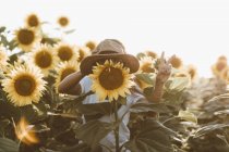 Female hand potting straw hat on sunflower in field — Stock Photo