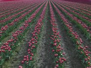 USA, Washington State, Skagit Valley, tulip field — Stock Photo