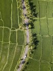 Indonesia, Bali, Ubud, Aerial view of rice fields — Stock Photo