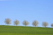 Швейцария, ряд цветущих вишневых деревьев на лугу против голубого неба — стоковое фото