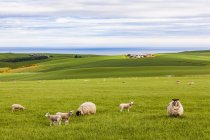 Escócia, Aberdeenshire, rebanho de ovelhas na costa perto de Crobie — Fotografia de Stock
