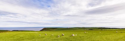 Scotland, Aberdeenshire, Flock of sheep at the coast near Crobie — Stock Photo