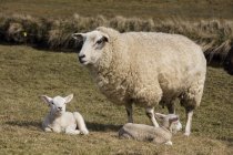 Germany, Schleswig-Holstein, North Frisia, sheep and lambs — Stock Photo