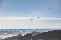 África, África do Sul, Cidade do Cabo, Rebanho de pássaros voando sobre o mar e rochas — Fotografia de Stock