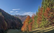 Germania, Alta Baviera, Aschau, foresta in autunno — Foto stock