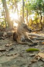 Australien, Queensland, Makrele, Cape Hillsborough Nationalpark, Känguru ruht im Wald bei Sonnenaufgang — Stockfoto