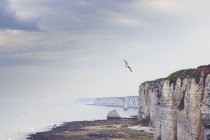 France, Haute Normandie, près d'Etretat, Côte d'Albâtre et oiseau volant — Photo de stock