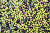 Hintergrund der frisch gepflückten Oliven — Stockfoto