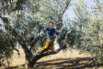 Счастливый мальчик играет на оливковом дереве — стоковое фото