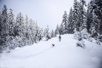 Österreich, altenmarkt-zauchensee, junge Frau mit Hund auf Schneeschuhwanderung im Winterwald — Stockfoto