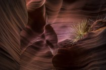 США, Аризона, сторінка, Каньйон Ратленаке — стокове фото