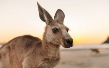 Austrália, Queensland, Mackay, Cape Hillsborough National Park, retrato de canguru na praia ao nascer do sol — Fotografia de Stock