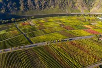 Germany, Cochem-Zell, Biedern, vineyards, Rueberger Domherrenberg — стоковое фото