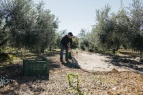 Senior man harvesting olives in orchard — Stock Photo
