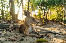 Austrália, Queensland, Mackay, Cape Hillsborough National Park, canguru descansando na floresta ao nascer do sol — Fotografia de Stock