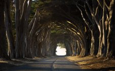 EUA, Califórnia, Inverness, Treelined estrada à noite — Fotografia de Stock