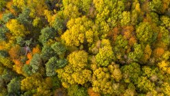 Germania, Assia, Oestrich-Winkel, Rheingau, Veduta aerea in autunno — Foto stock