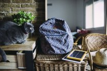 Russian blue cat next to a backpack, solar panel charger, tablet and plant — Stock Photo