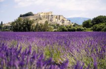 França, Grignan, vista para a aldeia com campo de lavanda em primeiro plano — Fotografia de Stock