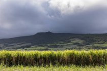 Воссоединение, поле сахарного тростника в облачный день — стоковое фото