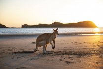 Австралія, Квінсленд, Макей, Мис Хіллсборо Національний парк, кенгуру на пляжі на світанку — стокове фото