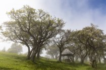 Réunion, Parc National de la Réunion, Route du volcan, lieu de pique-nique — Photo de stock