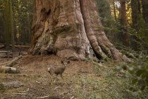 USA, California, Death Valley, General Sherman Tree, sequoia gigante, Sequoiadendron giganteum — Foto stock