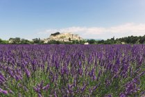 França, Grignan, vista para a aldeia com campo de lavanda em primeiro plano — Fotografia de Stock