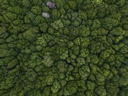 Indonesia, Bali, Bedugul, Giardino Botanico di Bali — Foto stock