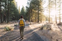 USA, Nordkalifornien, Rückansicht eines jungen Mannes, der auf einem Pfad in einem Wald in der Nähe des Vulkan-Nationalparks spaziert — Stockfoto