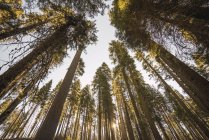 США, Калифорния, Национальный парк Йосемити, Марипоса, секвой — стоковое фото