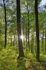 Bosque verde vital en primavera con sol y rayos de sol, Westerwald, Renania-Palatinado, Alemania - foto de stock