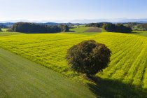 Германия, Верхняя Бавария, Вид с воздуха на поле и дерево рапса вблизи Мюнсинга — стоковое фото