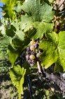 Austria, Wachau, close-up of grape vine — Stock Photo