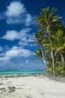 Islas Cook, Rarotonga, laguna de Aitutaki, playa de arena blanca y playa de palmeras - foto de stock