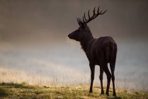 England, Red deer, Cervus elaphus — Stock Photo