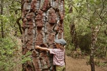 Chile, Puren, Parque Nacional Nahuelbuta, menino abraçando uma velha árvore Araucaria — Fotografia de Stock
