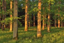 Sole del mattino presto nella foresta su vecchie querce. Baviera, Germania — Foto stock