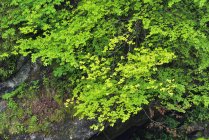 Foglie verdi in primavera, Baviera, Germania — Foto stock
