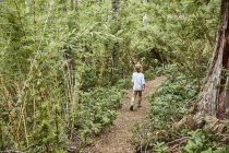 Chili, Puren, Parc National de Nahuelbuta, garçon marchant sur le chemin à travers la forêt — Photo de stock