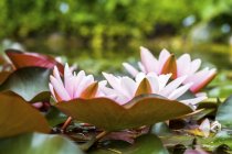 Nahaufnahme von Seerosen im Teich — Stockfoto