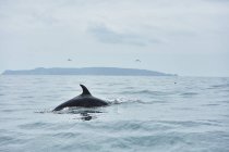 Чили, Кокимбо, Гумбольдт Пингвин Национальный заповедник, кит, выходящий из моря — стоковое фото