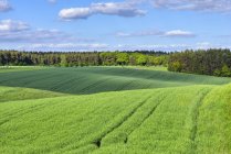 Зеленое пшеничное поле с лесом на заднем плане, весна, Бавария, Германия
. — стоковое фото