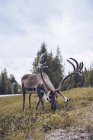 Reindeer grazing on a meadow, Finland — Stock Photo