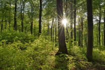 Foresta verde vitale in primavera con sole e raggi di sole, Westerwald, Renania-Palatinato, Germania — Foto stock