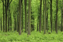 Живой зеленый лес весной. Февальд, Рейнланд-Пфальц, Германия — стоковое фото