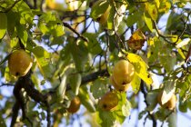 Maturi mele cotogne a albero in autunno — Foto stock
